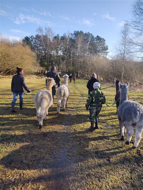 g tur med alpaca kbenhavn|Alpacawalk – Alpacawalk